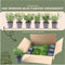 Plants by Frank | 1 strekkende meter gele Kardinaalsmuts heg | 6x Euonymus fortunei 'Emerald Gold' Ø12 cm - 20 cm | winterharde haagplanten | Wintergroene haag | Tuinplanten | Planten