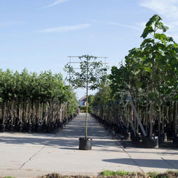 Sierpeer leiboom 200 cm | Pyrus call. 'Chanticleer' 10-14 cm 200 cm| Bomenbezorgd.nl