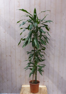 Kamerplant Fragrans Dracaena Drakenbloedboom groot 160 cm donkergroen