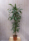 Kamerplant Fragrans Dracaena Drakenbloedboom groot 160 cm donkergroen