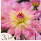 Plant in a Box - Dahlia Melody Gipsy - Set van 3 - Dahliaknollen - Prachtige zomerbloeier - Bloembollen
