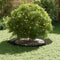 vidaXL - Plantenring - Olijfgroen - Ø60/90 - cm - Staal