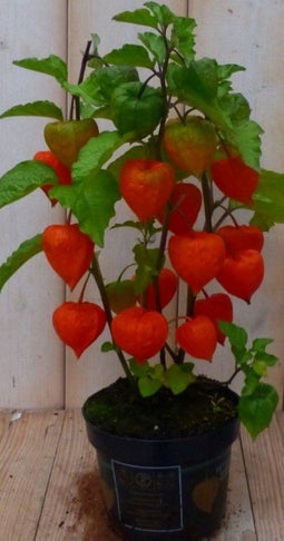 2 stuks! Lampionplant 35 cm