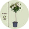 Plant in a Box - Rosa Palace 'Kailani' - Set van 2 - Witte stamroos voor binnen,tuin,terras of balkon - Pot 19cm - Hoogte 80-100cm