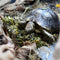 Arcadia Earth Pro Optimised52 Landschildpadden Voer - Voer - 1 kg