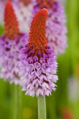 Primula rosea P9