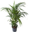 Kentia Palm ↨ 125cm - hoge kwaliteit planten