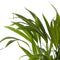 Goudpalm (Areca / Dypsis Palm)