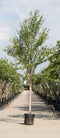 Chinese berk | Betula alb. 'Fascination' 10-14 cm | Bomenbezorgd.nl