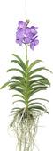 Plant in a Box - Vanda orchidee - Blauw - L - Hoogte 60cm