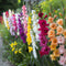 Plant in a Box - Gladiolus - Mix van 60 - Gladiolus bloembollen - Grootbloemige gladiolen - Zomertuin bloemen