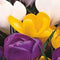 2 stuks - JUB - Crocus Grootbloemig mix 40 bollen
