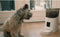 BOME Voerautomaat - Camera en Audio - Inclusief SD-Kaart - Wit