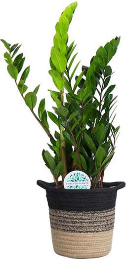 Zamioculcas in plantenmand Sumatra – ↨ 65cm – ⌀ 19cm