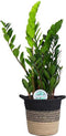 Zamioculcas in plantenmand Sumatra – ↨ 65cm – ⌀ 19cm