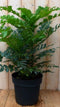 Nandina Hemelse bamboe groot 90 cm