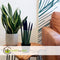 Plant in a Box - Sansevieria Cylindrica - Velvet Touchz - Vrouwentong - Inclusief Zwarte Decoratieve Pot - Hoogte 20-40cm - Pot 9cm