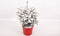 Kerstboom Picea Sneeuw ↨ 75cm - hoge kwaliteit planten