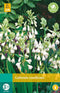 Jub - Galtonia candicans bloembol