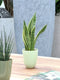 Sanseveria, vrouwentong - Set van 3 - Fachjan - Groene Plant- Hoogte 40 cm
