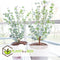 Plant in a Box -Eucalyptus Pulverulenta - Eucalyptus struik - Tuinplant - Pot 17cm - Hoogte 40-45cm