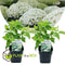 Plant in a Box - Hydrangea arborescens Annabelle - Set van 2 - Populaire tuinplant - Pot 17cm - Hoogte 30-40cm