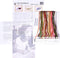 Thea Gouverneur - Borduurpakket met telpatroon - 439 - Voorgesorteerde DMC Garens - Vlinder Kamperfoelie - Linnen - 29 cm x 18 cm - DIY Kit