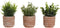 Decoratieve plant Home ESPRIT Polyethyleen Cement 12 x 12 x 17 cm (3 Stuks)