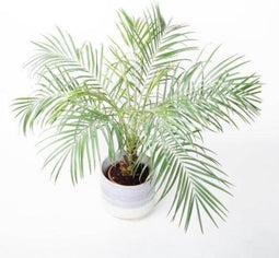 Phoenix plant - Grow your ownn