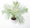 Phoenix plant - Grow your ownn