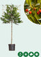 Leihulst 150 cm | Ilex 'Nellie R. Stevens' 6-10 cm 150 cm| Bomenbezorgd.nl
