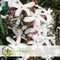 Plant in a Box - Jasminum polyanthum - Set van 2 - Jasmijn tuinplant Piramide - Groenblijvende klimplant - Pot 17cm - Hoogte 60-70cm