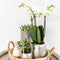 Kolibri Company | Gift set Christmas silver | Plantenset met witte Phalaenopsis Orchidee en Succulenten incl. keramieken sierpotten