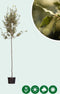 Steeneik Quercus ilex h 275 cm st. omtrek 7 cm st. h 170 cm