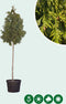 Conifeer op stam | Thuja pl. 'Excelsa' 14-18 cm 170-190 cm| Bomenbezorgd.nl