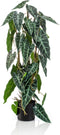 Emerald Kunstplant in pot alocasia 75 cm