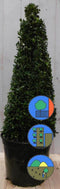 Buxus Piramide 90 cm