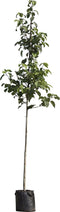 Zakdoekenboom | Davidia involucrata 14-18 cm | Bomenbezorgd.nl