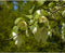 Zakdoekenboom | Davidia involucrata 14-18 cm | Bomenbezorgd.nl