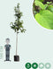 Zakdoekenboom | Davidia involucrata 14-18 cm | Bomenbezorgd.nl