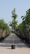 Zakdoekenboom | Davidia involucrata 14-18 cm | Bomenbezorgd.nl