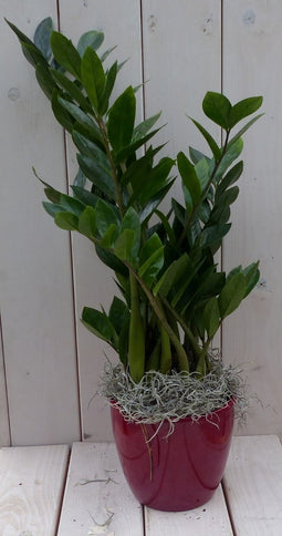 Zamioculcas in donkerrode pot 55 cm