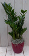 Zamioculcas in donkerrode pot 55 cm