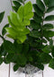 Zamioculcas in donkerrode pot 55 cm