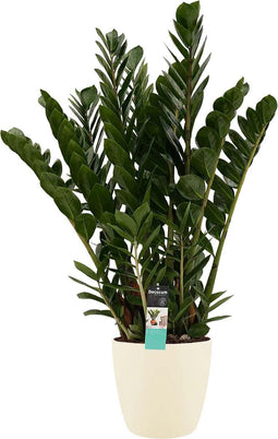 Zamioculcas in Elho Brussels Round sierpot (soap) ↨ 80cm - hoge kwaliteit planten