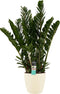 Zamioculcas in Elho Brussels Round sierpot (soap) ↨ 80cm - hoge kwaliteit planten