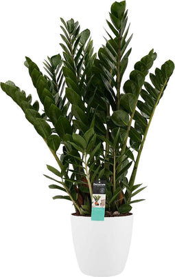 Zamioculcas in Elho Brussels Round sierpot (wit) ↨ 80cm - hoge kwaliteit planten