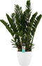 Zamioculcas in Elho Brussels Round sierpot (wit) ↨ 80cm - hoge kwaliteit planten