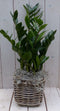 Zamioculcas in mandje 55 cm