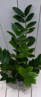 Zamioculcas in mandje 55 cm